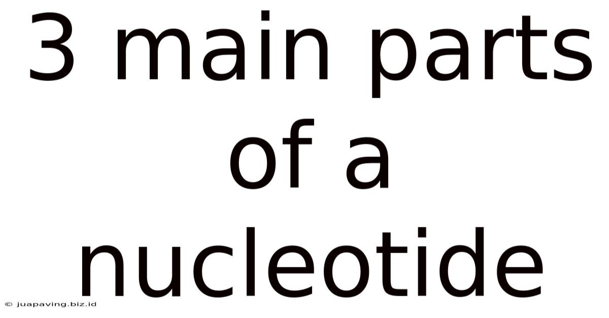 3 Main Parts Of A Nucleotide