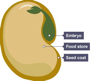 6. Contains The Embryo And Stored Food.