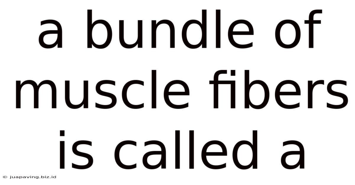 A Bundle Of Muscle Fibers Is Called A