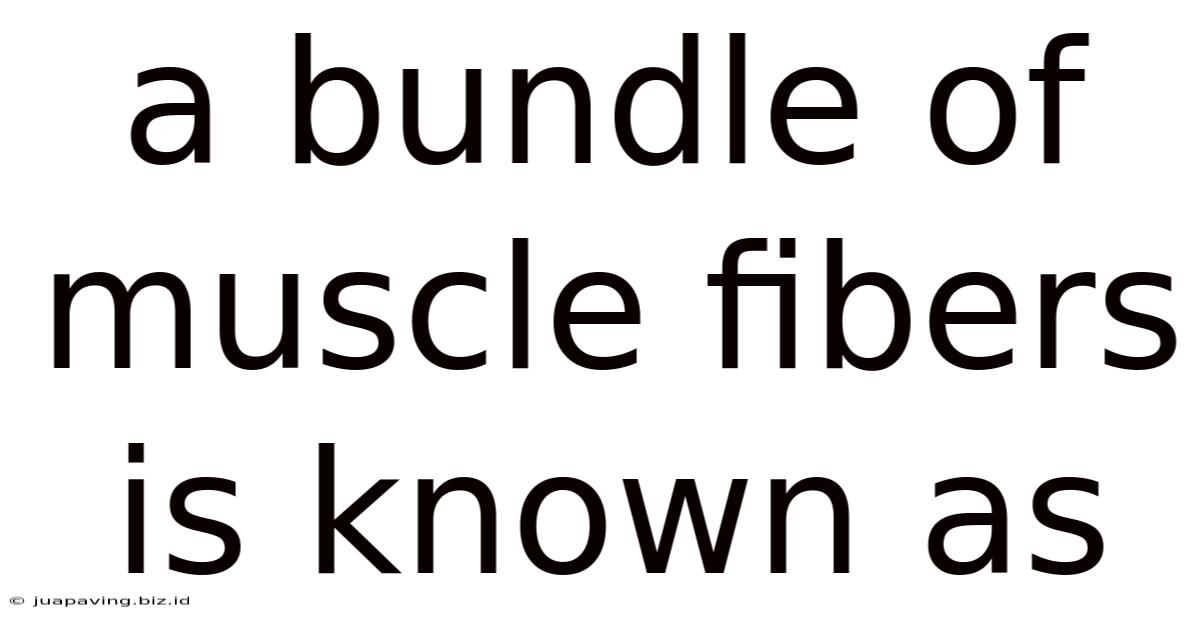 A Bundle Of Muscle Fibers Is Known As