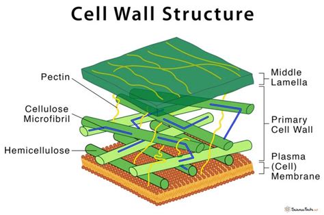 A Cell Wall Is The ________.