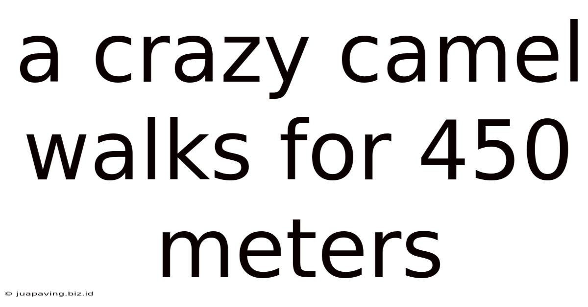 A Crazy Camel Walks For 450 Meters