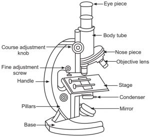 A Diagram Of A Compound Microscope