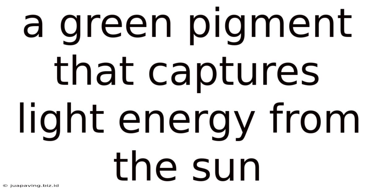 A Green Pigment That Captures Light Energy From The Sun