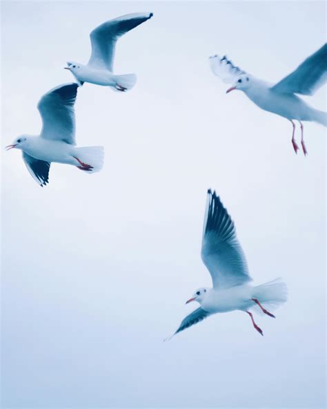 A Group Of Birds Flying Is Called