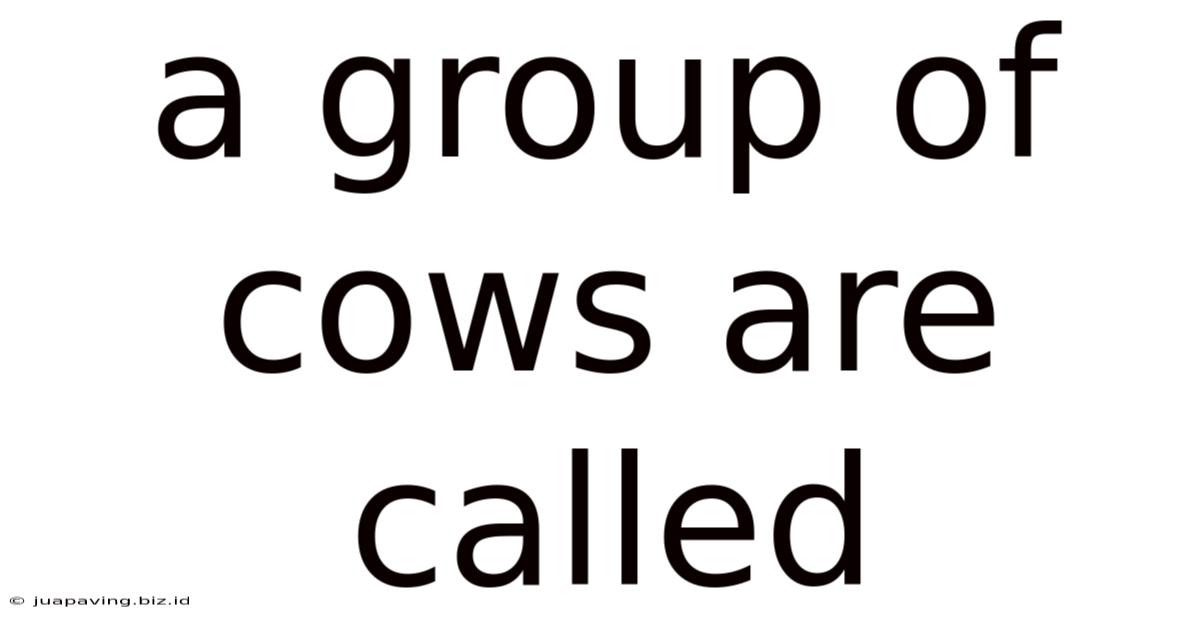 A Group Of Cows Are Called