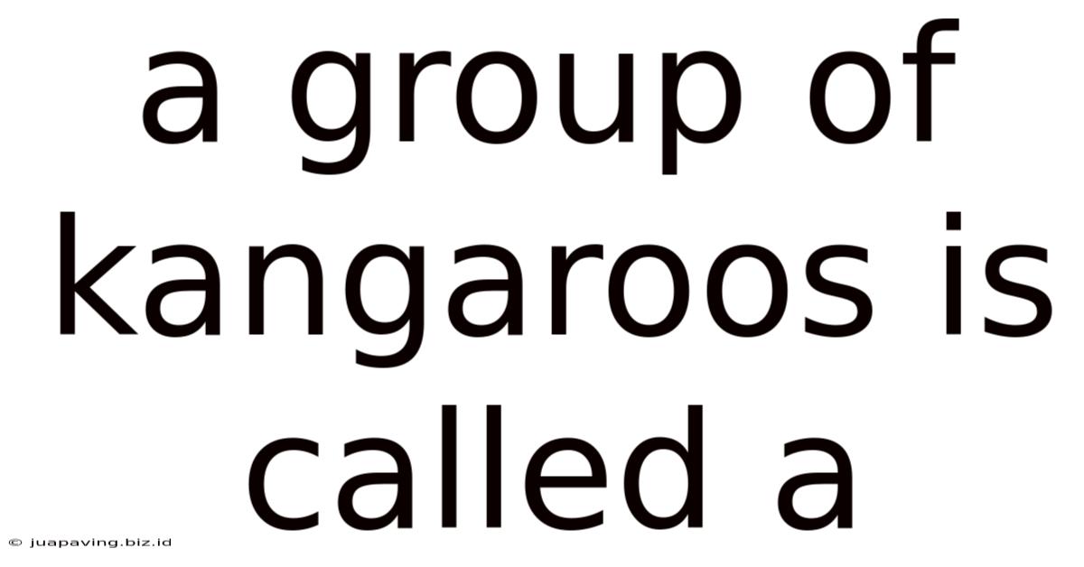 A Group Of Kangaroos Is Called A