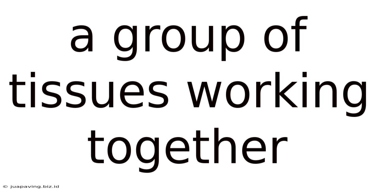 A Group Of Tissues Working Together