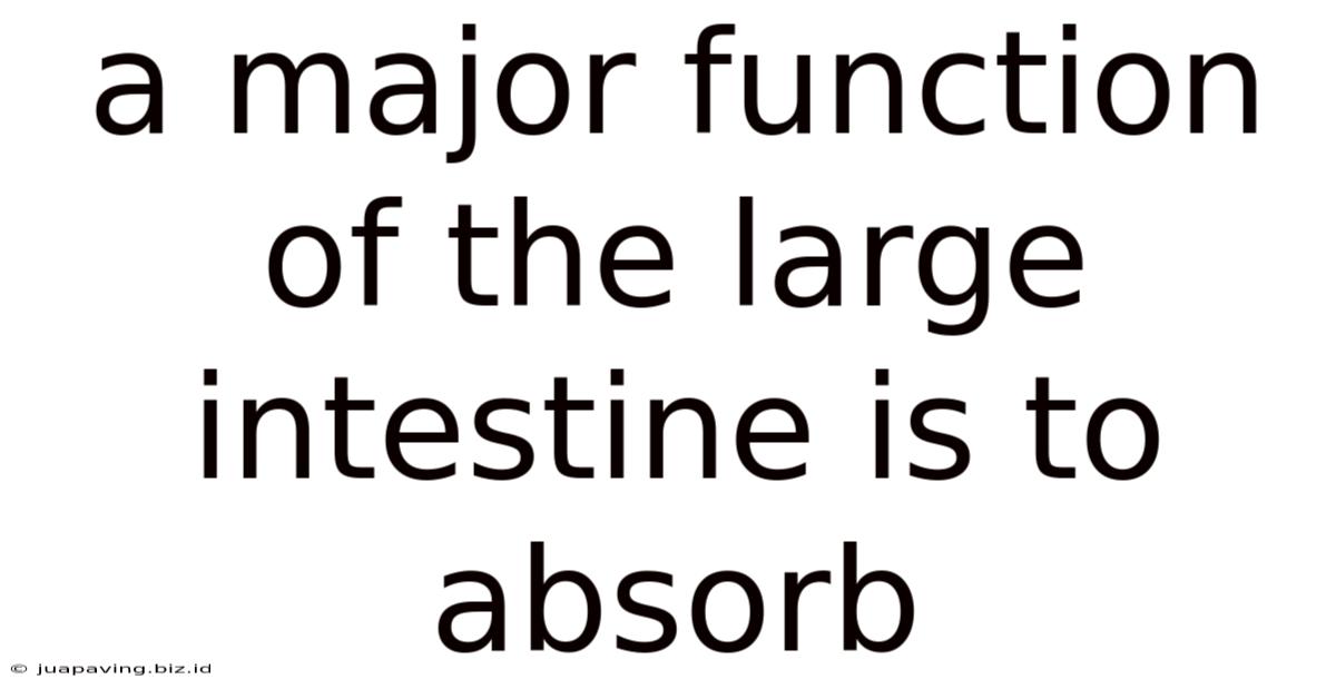 A Major Function Of The Large Intestine Is To Absorb