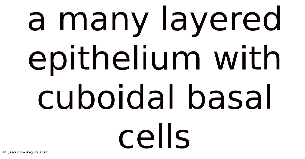 A Many Layered Epithelium With Cuboidal Basal Cells