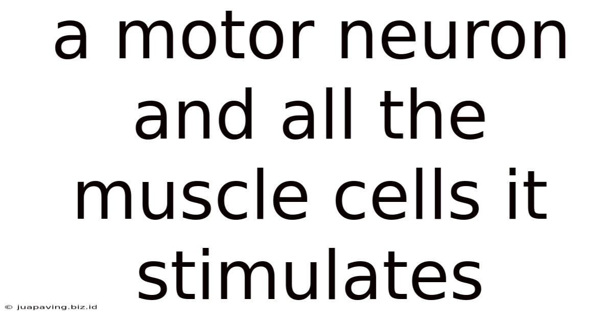 A Motor Neuron And All The Muscle Cells It Stimulates
