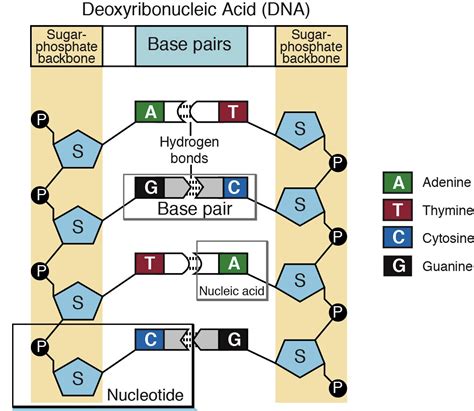 A Nucleotide Is Made Of Three Parts A