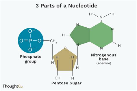 A Nucleotide Is Made Of Three Parts