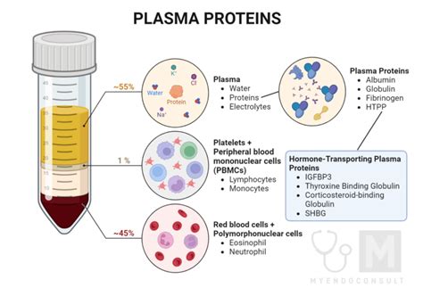 A Plasma Protein Essential For Blood Coagulation Is