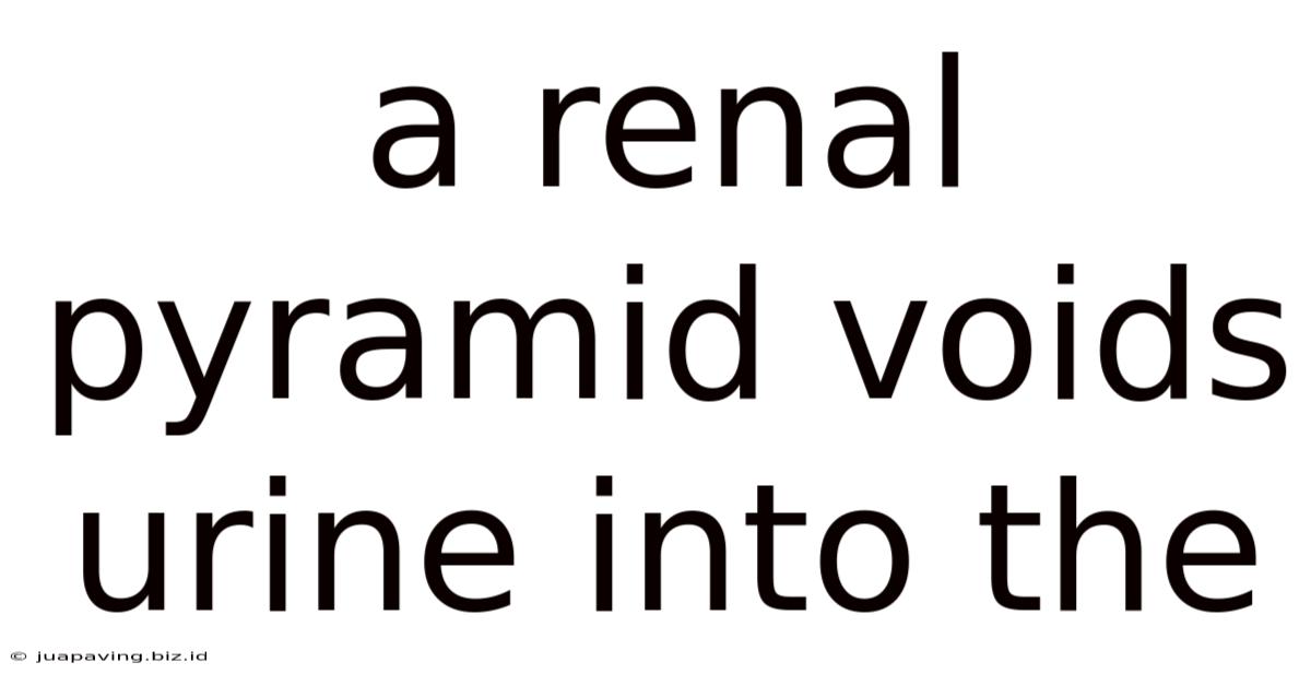 A Renal Pyramid Voids Urine Into The