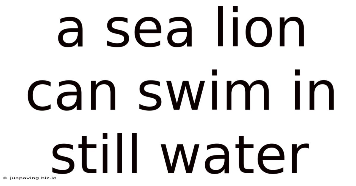 A Sea Lion Can Swim In Still Water