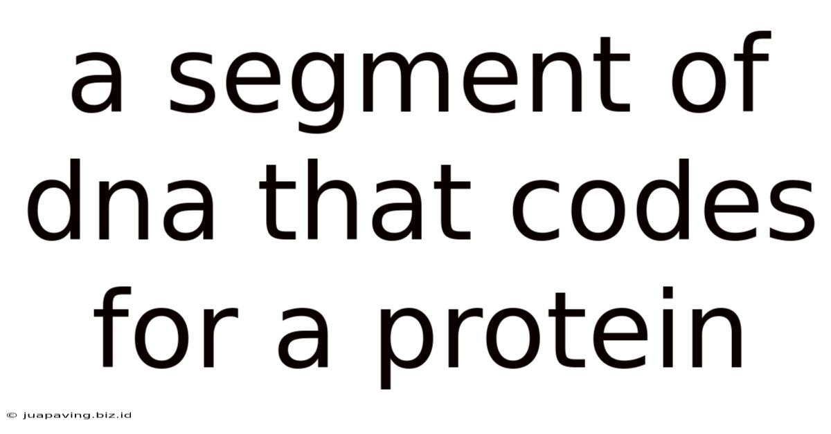 A Segment Of Dna That Codes For A Protein