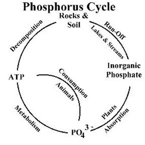 A Simple Diagram Of The Phosphorus Cycle.