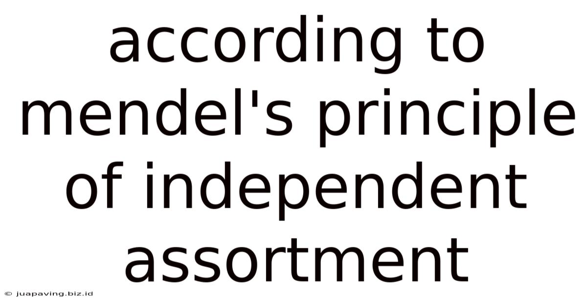 According To Mendel's Principle Of Independent Assortment