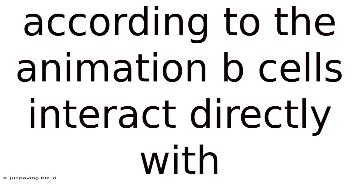 According To The Animation B Cells Interact Directly With