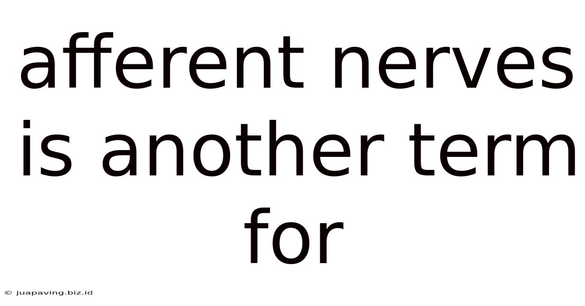 Afferent Nerves Is Another Term For