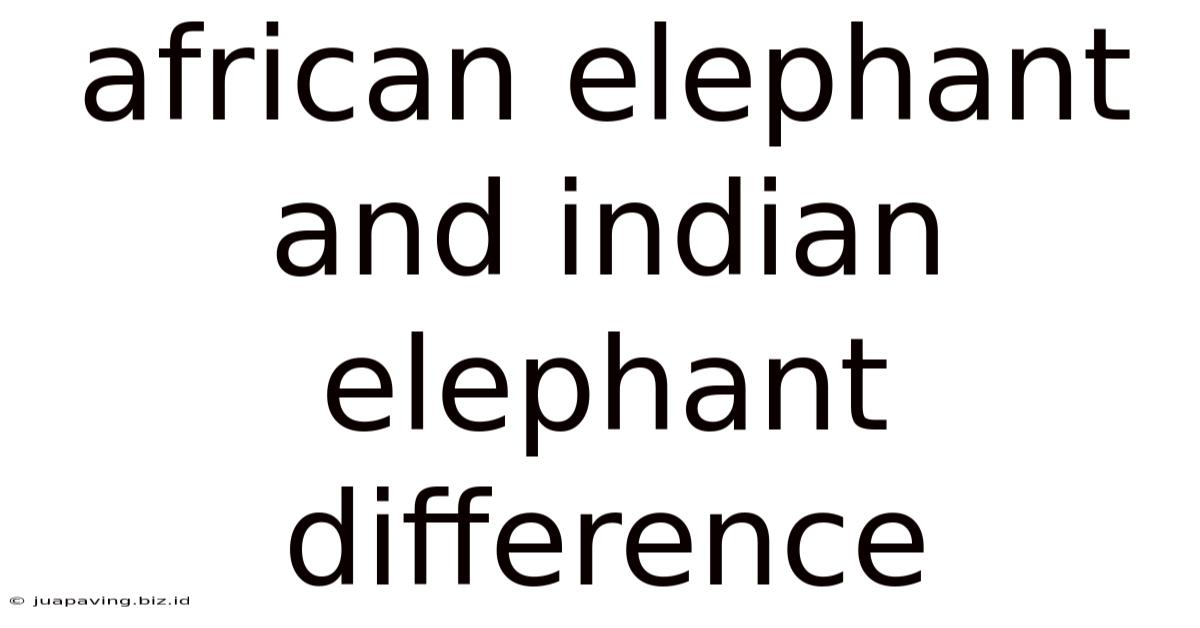 African Elephant And Indian Elephant Difference