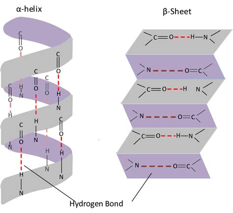 Alpha Helices And Beta Pleated Sheets Form A Protein's