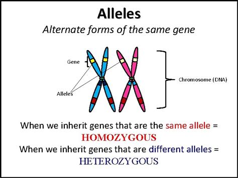 Alternate Forms Of The Same Gene Are Called