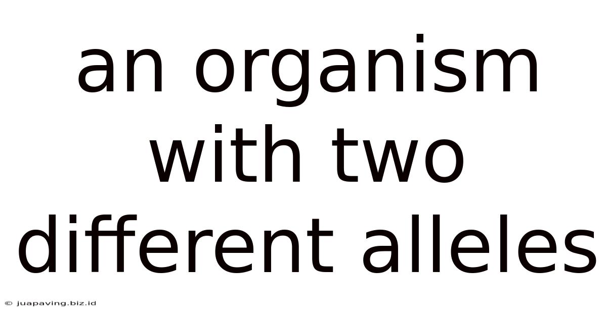 An Organism With Two Different Alleles