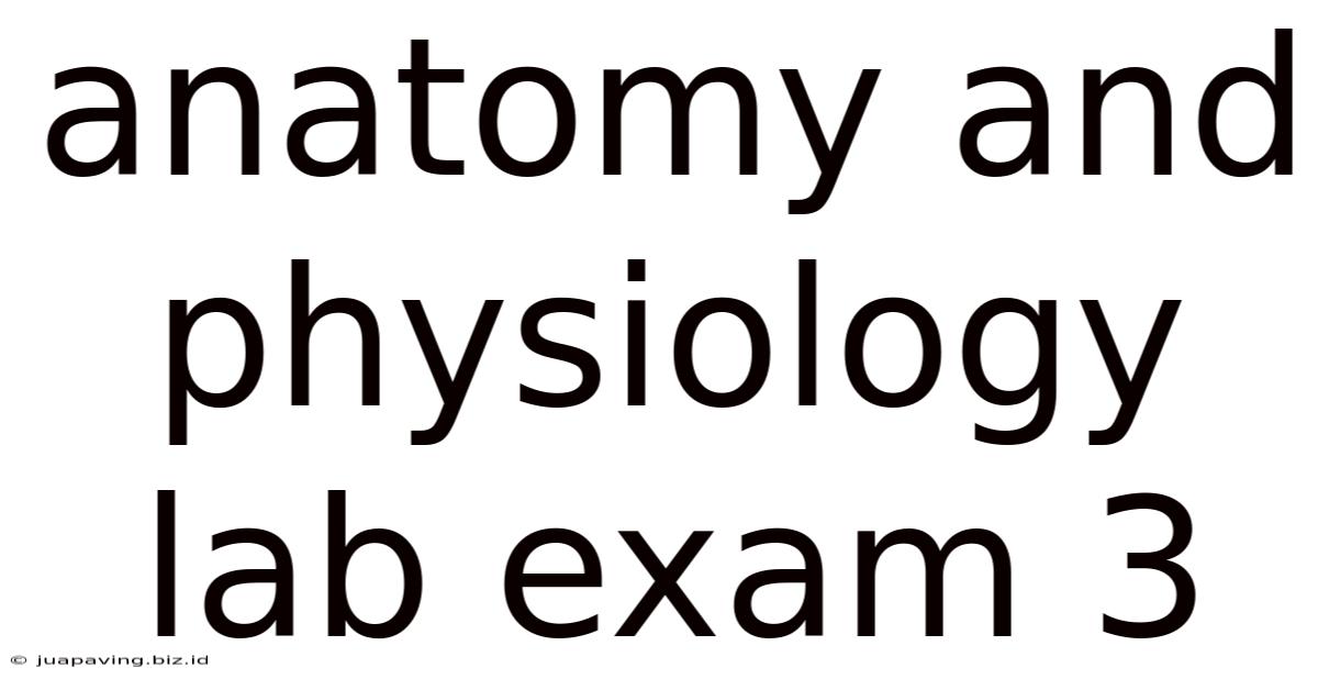 Anatomy And Physiology Lab Exam 3