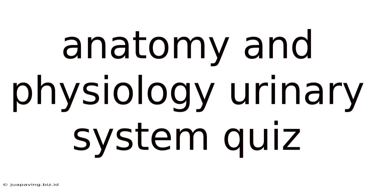Anatomy And Physiology Urinary System Quiz