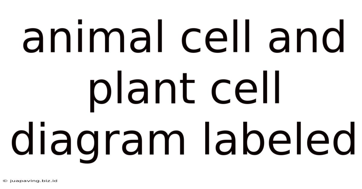 Animal Cell And Plant Cell Diagram Labeled