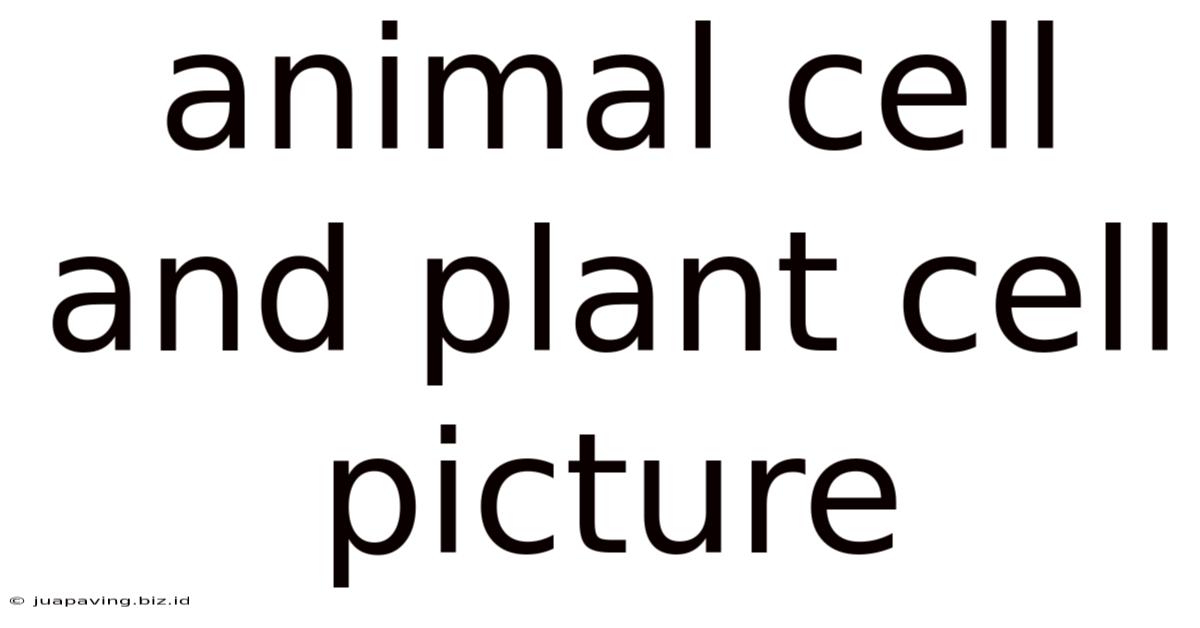 Animal Cell And Plant Cell Picture