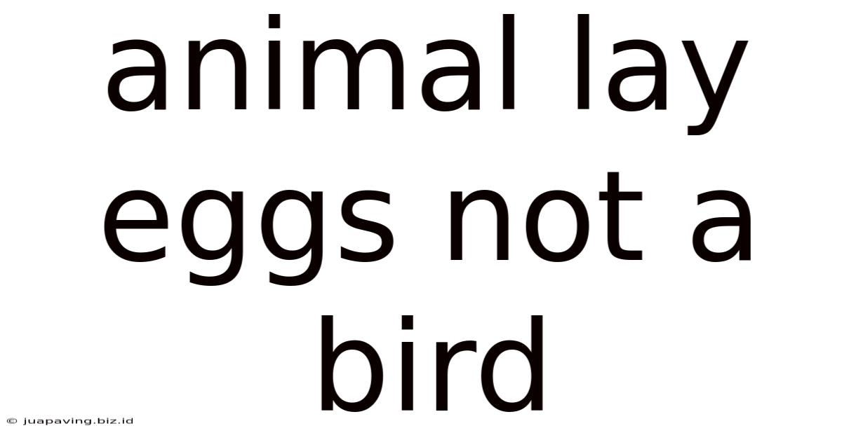 Animal Lay Eggs Not A Bird