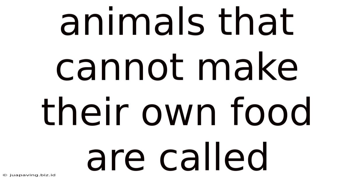 Animals That Cannot Make Their Own Food Are Called