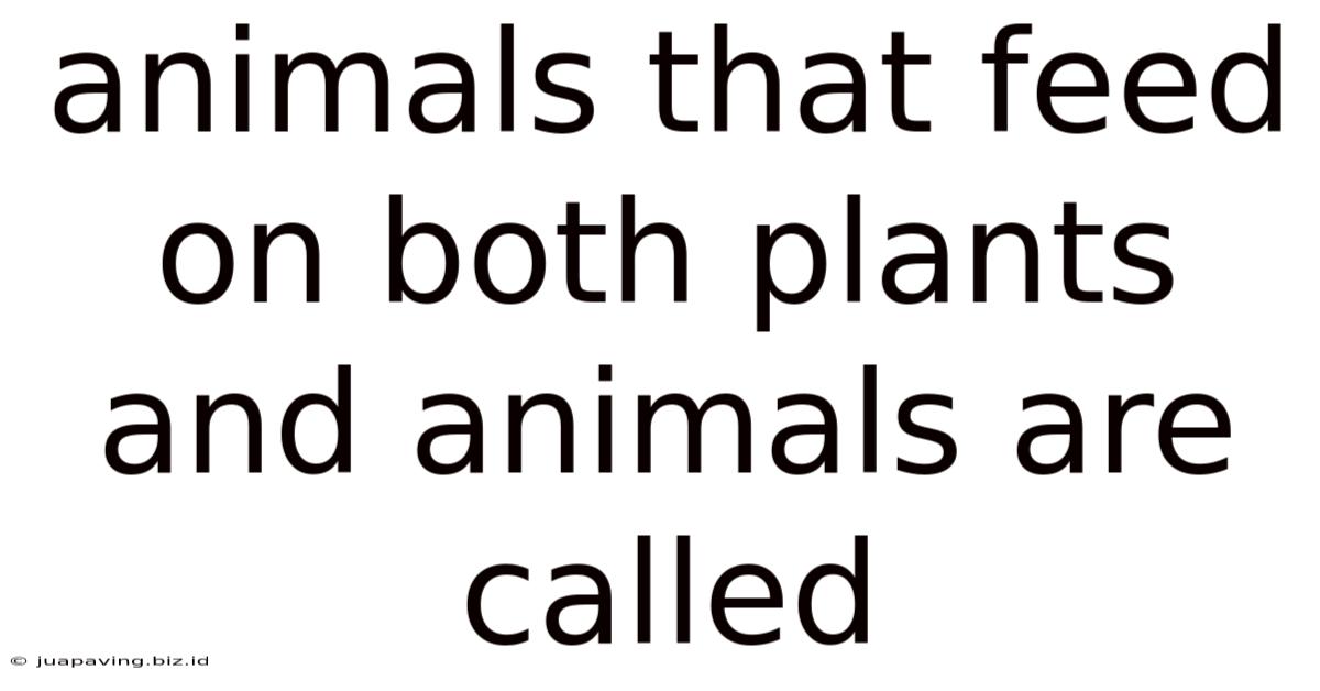 Animals That Feed On Both Plants And Animals Are Called