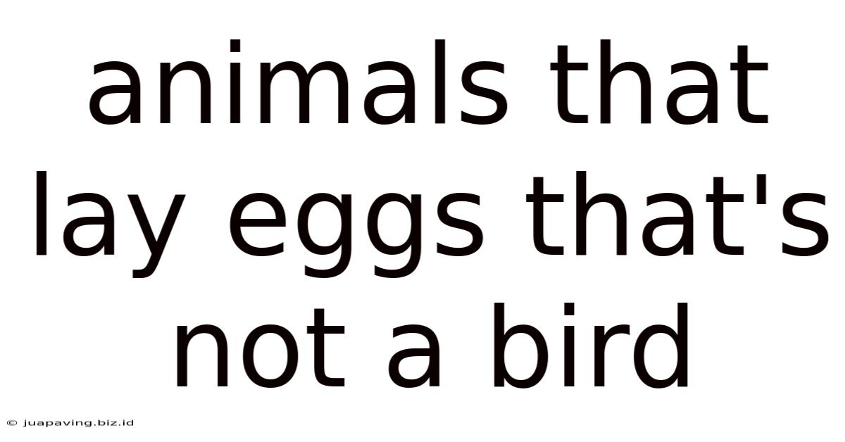 Animals That Lay Eggs That's Not A Bird