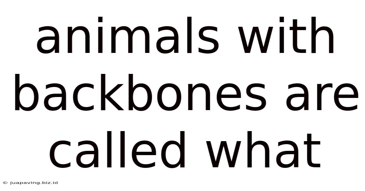 Animals With Backbones Are Called What