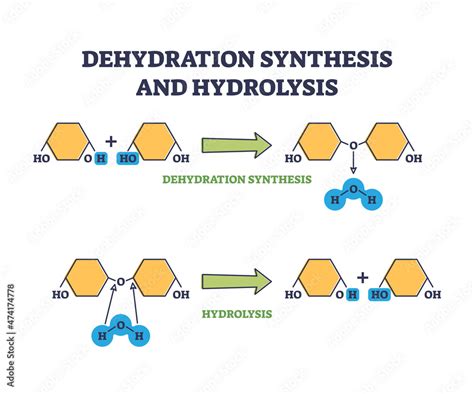 Another Name For A Dehydration Reaction Is A Reaction.