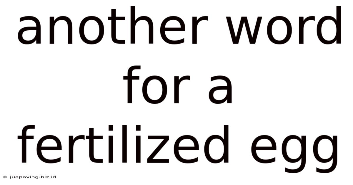 Another Word For A Fertilized Egg