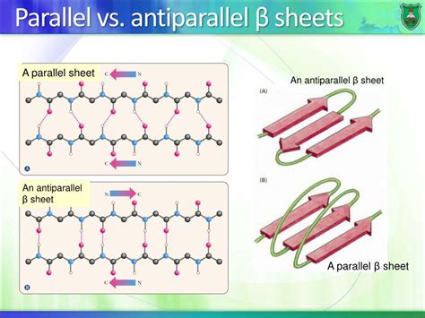 Are Antiparalell Beta Sheets Mrore Stable