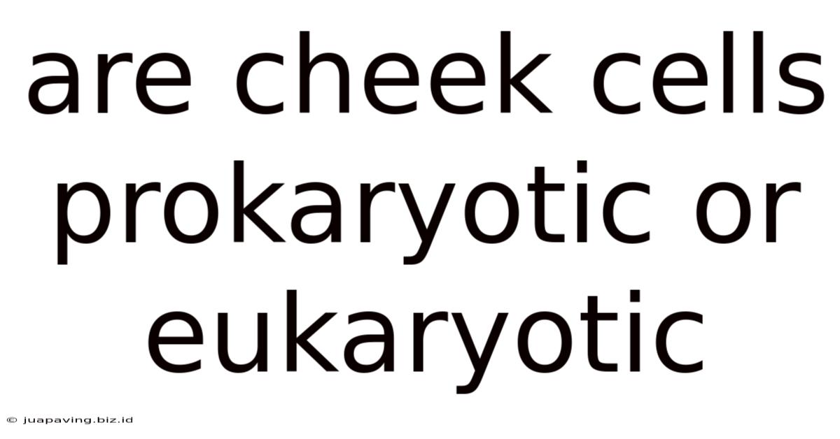 Are Cheek Cells Prokaryotic Or Eukaryotic
