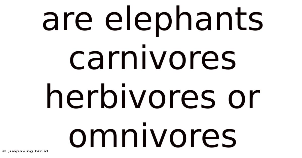 Are Elephants Carnivores Herbivores Or Omnivores