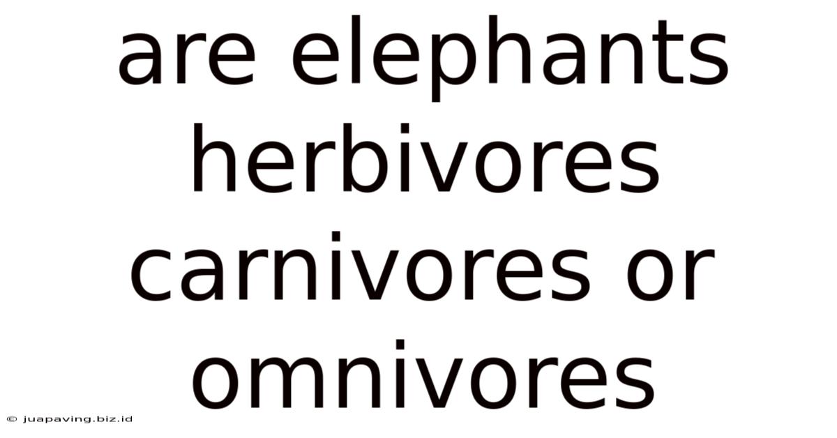 Are Elephants Herbivores Carnivores Or Omnivores