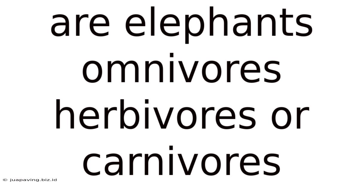 Are Elephants Omnivores Herbivores Or Carnivores