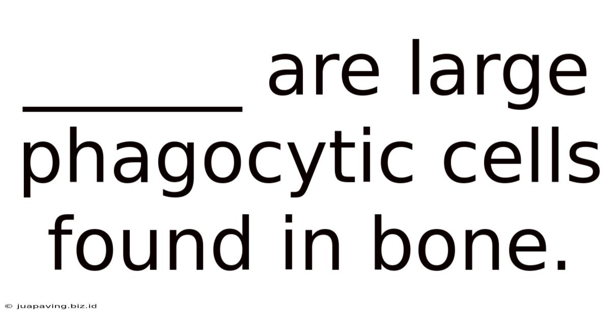 ______ Are Large Phagocytic Cells Found In Bone.