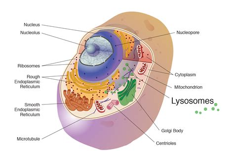 Are Lysosomes Only In Animal Cells