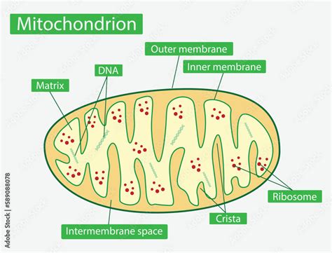 Are Mitochondria Found In Most Animal Cells