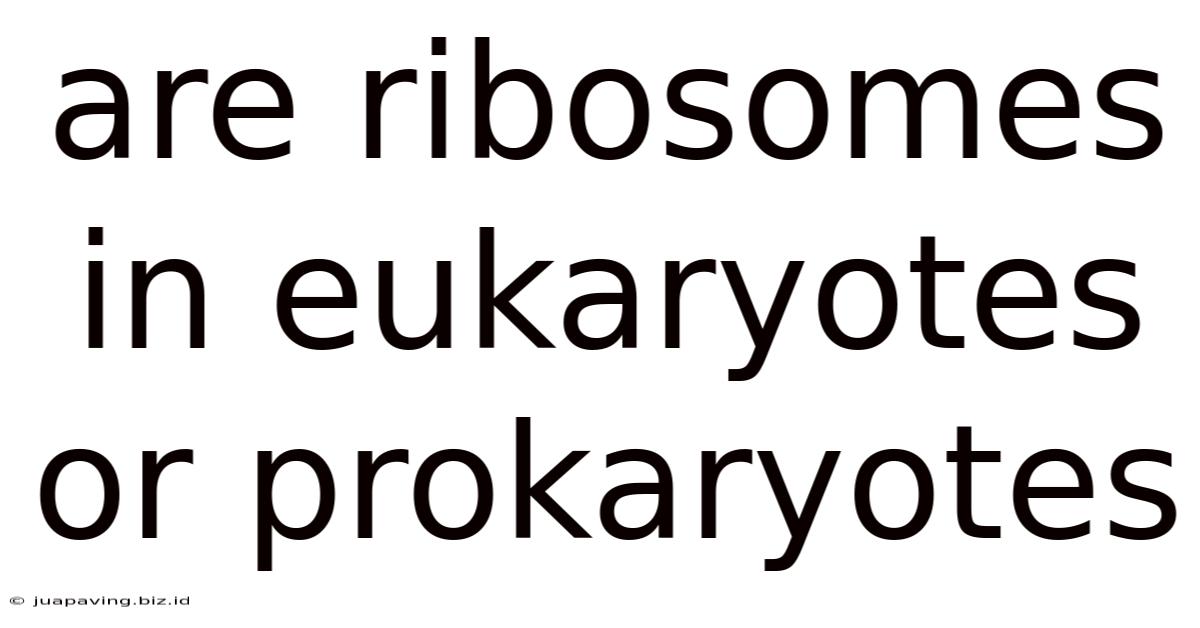Are Ribosomes In Eukaryotes Or Prokaryotes