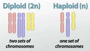 Are Skin Cells Haploid Or Diploid